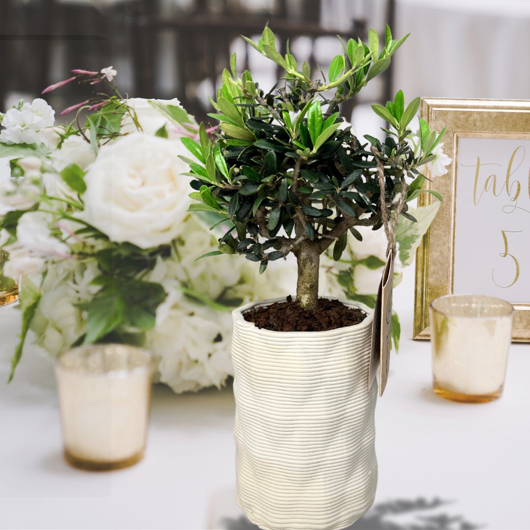 Bonsai Olivo Andromeda