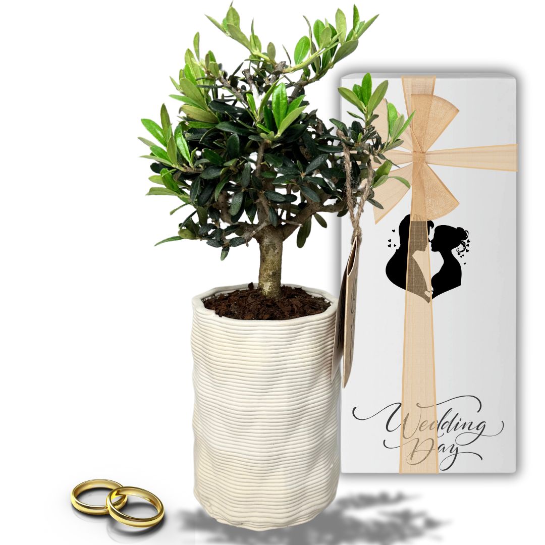 Bonsai Olivo Andromeda