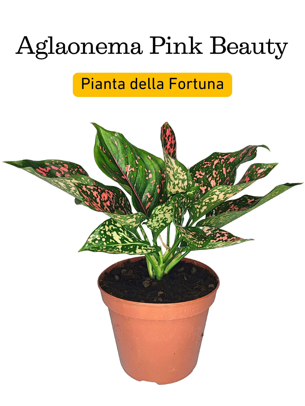 Aglaonema Pink Beauty