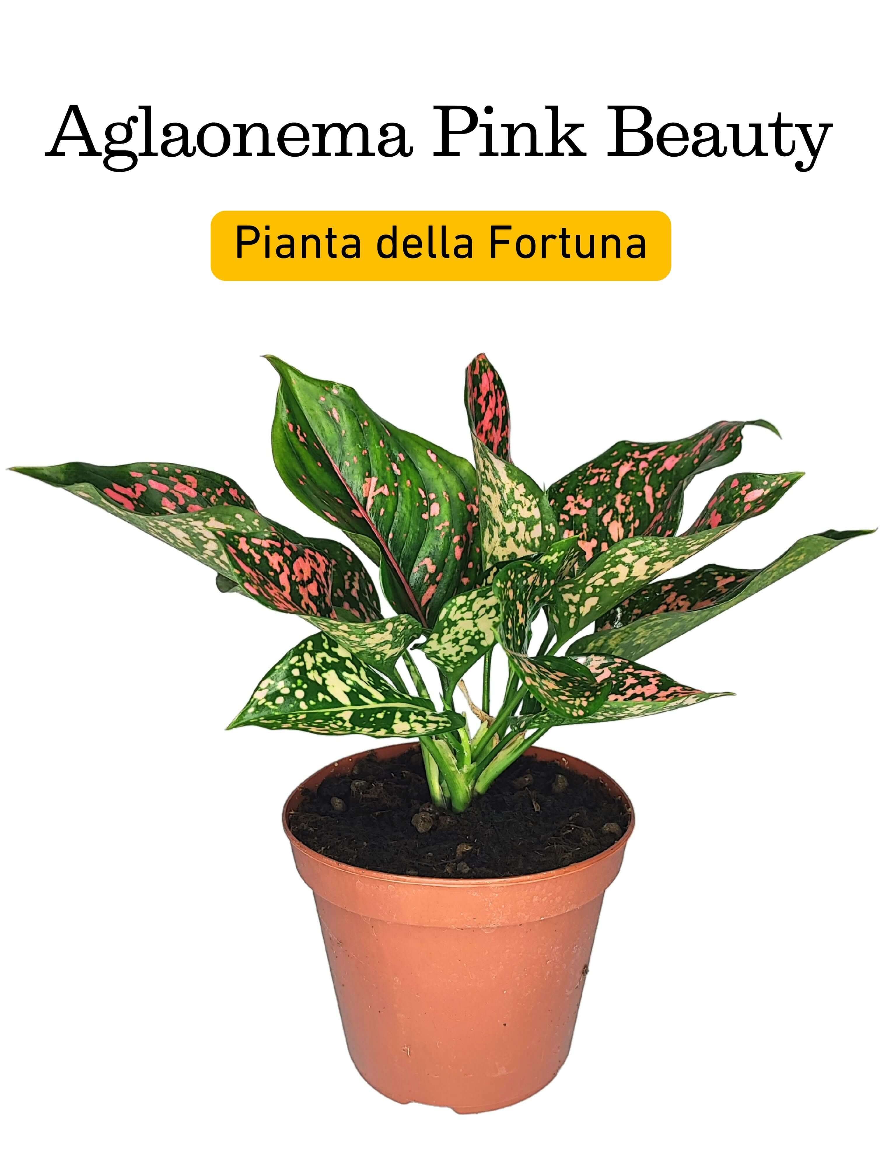 Aglaonema Pink Beauty