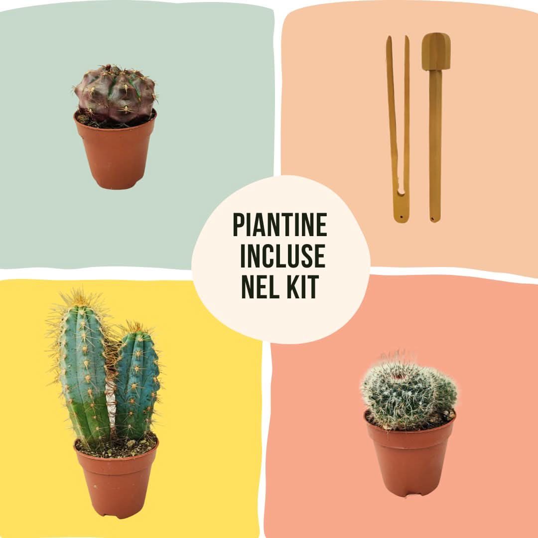 Kit Terrarium Geometrico Fai Da Te Giada Piante grasse