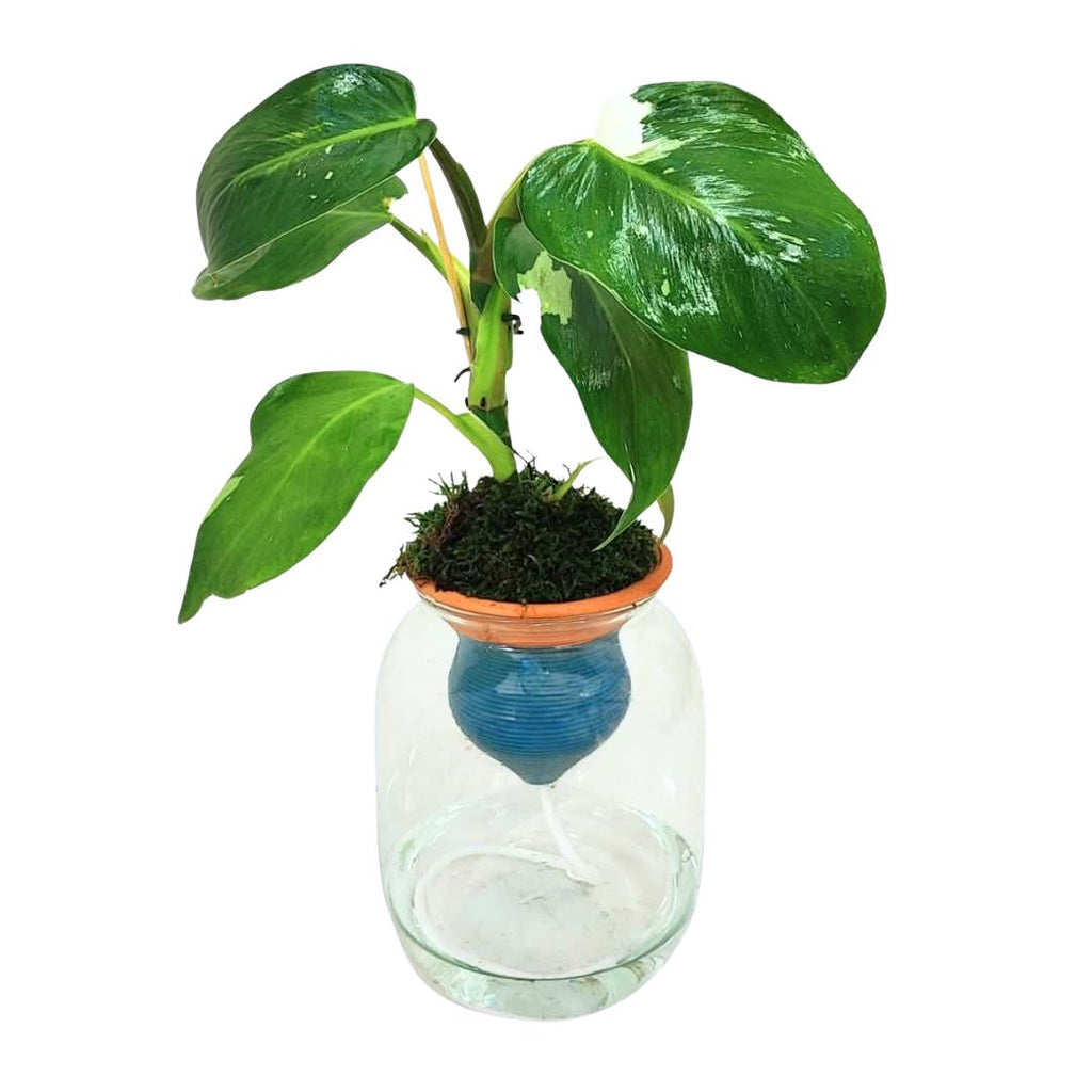 Philodendron White – Idrocoltura con Cono in Terracotta