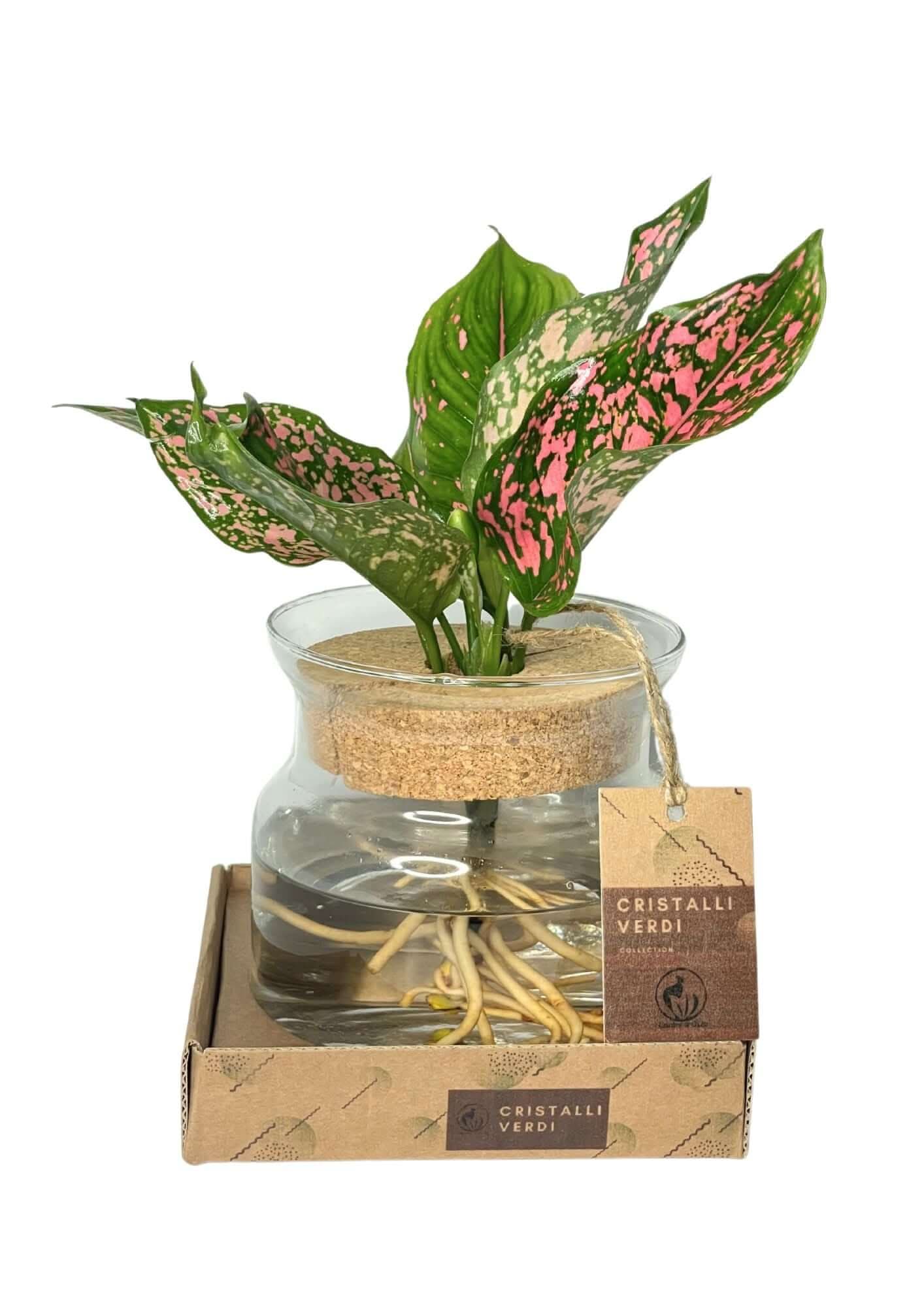 Aglaonema 'Pink Beauty' in Idrocoltura