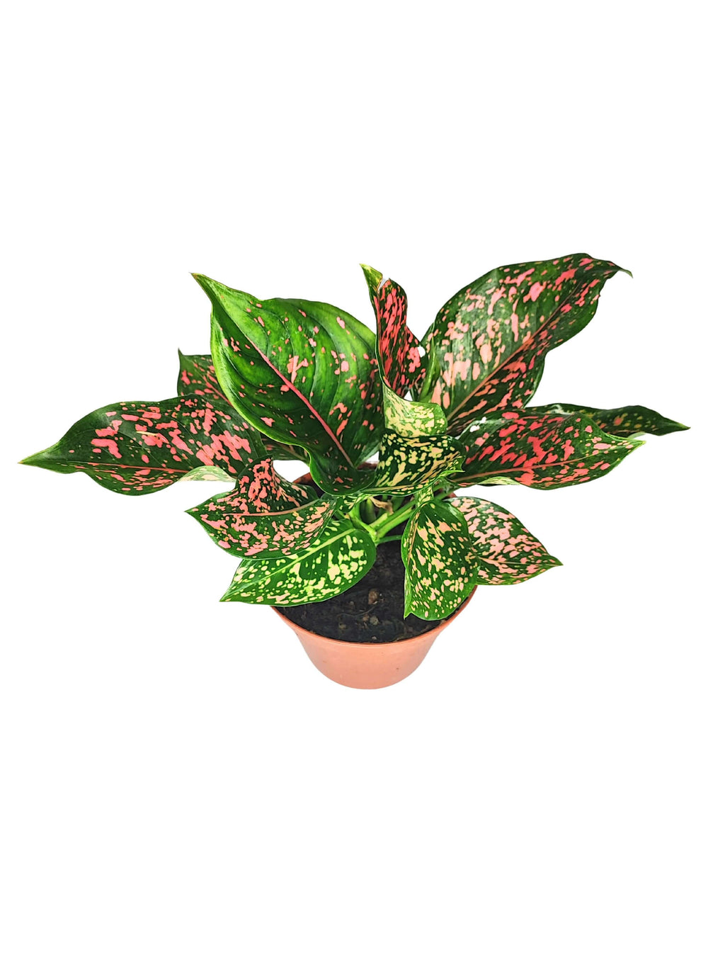 Aglaonema Pink Beauty