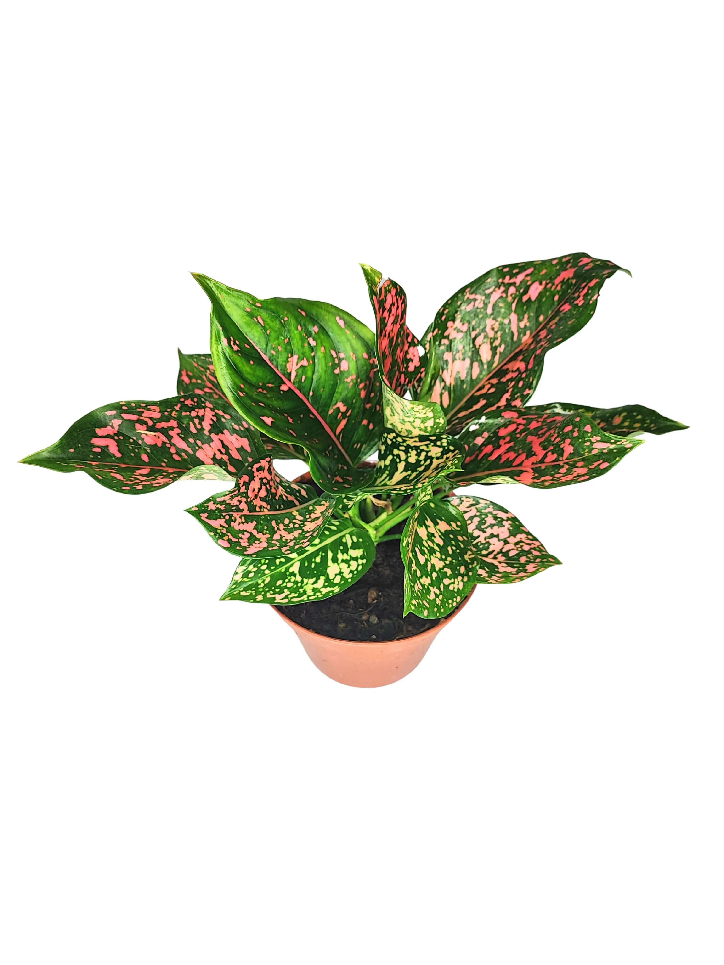 Aglaonema Pink Beauty
