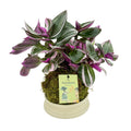 Tradescantia Zebrina in Kokedama altezza pianta 25