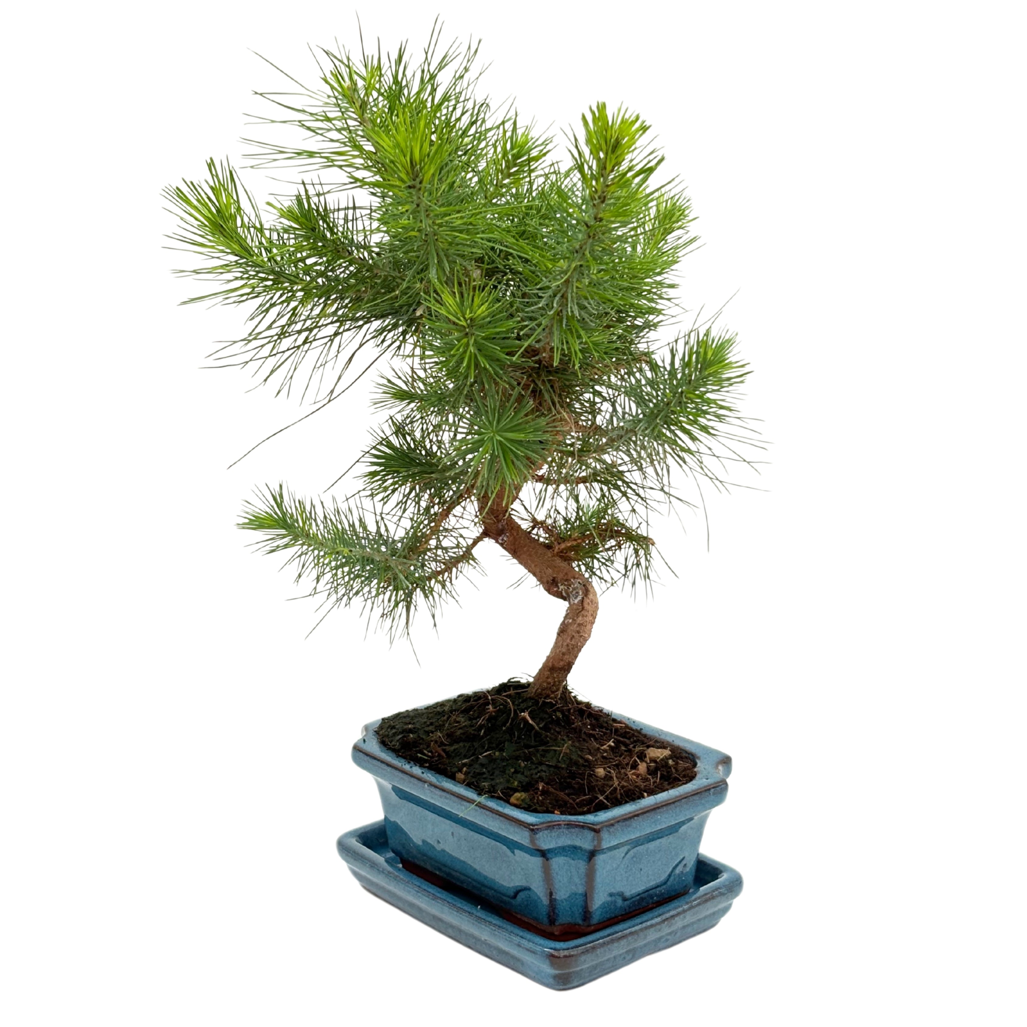 Bonsai Pinus Halepensis 7 Anni - Collezione Premium