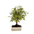 Bonsai Acer Palmatum 13 Anni - Collezione Premium