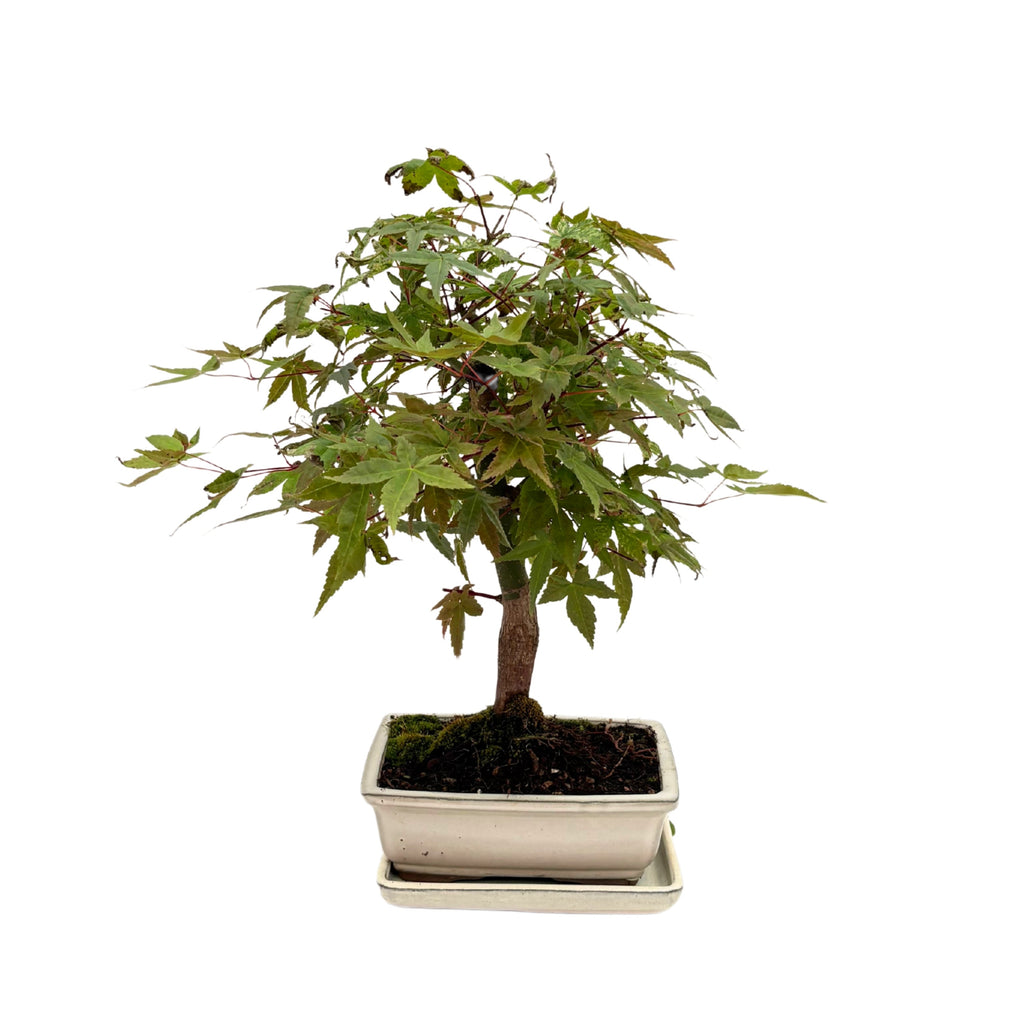 Bonsai Acer Palmatum 13 Anni - Collezione Premium