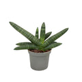 Sansevieria Cylindrica Boncel D. 9 cm H. 15 cm
