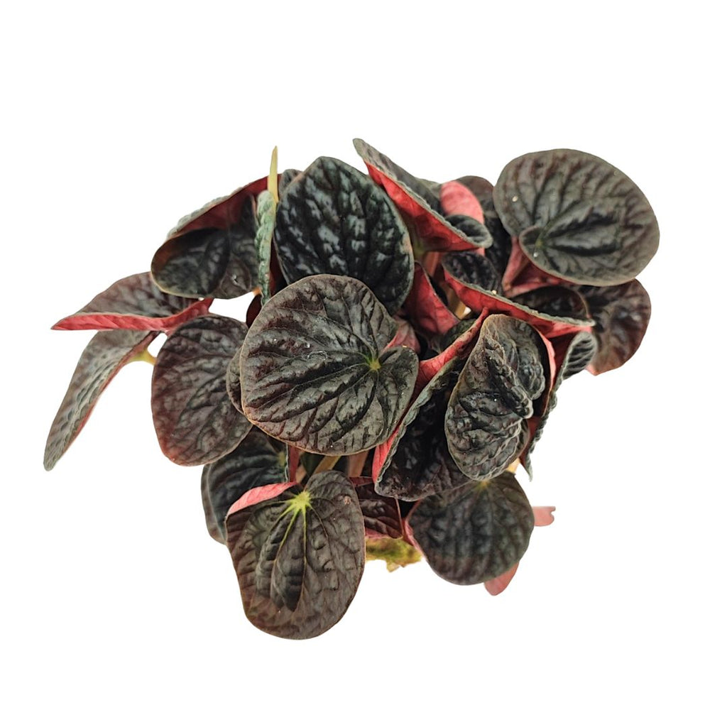 Kokedama di peperomia chocolat