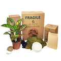 Kit Kokedama Fai da te Aglaonema Red Uniame Tutto incluso