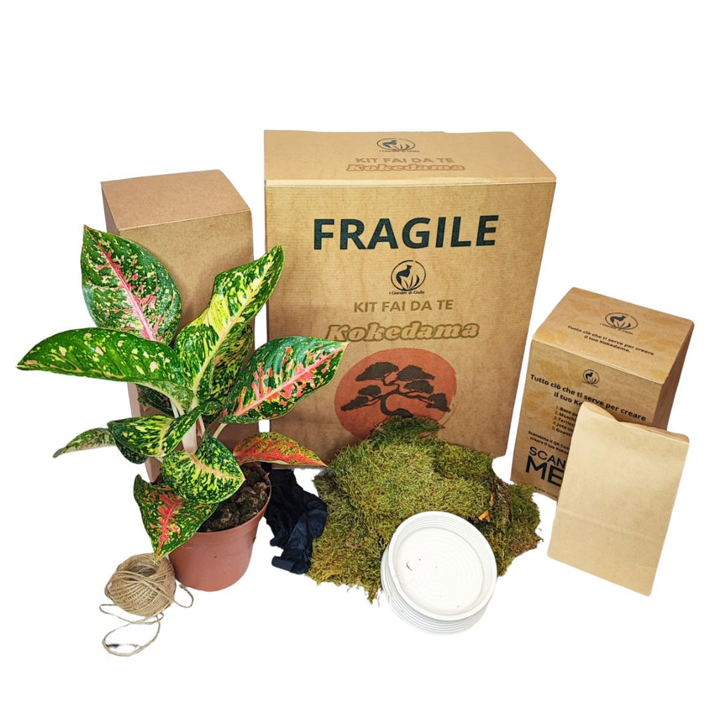 Kit Kokedama Fai da te Aglaonema Red Uniame Tutto incluso