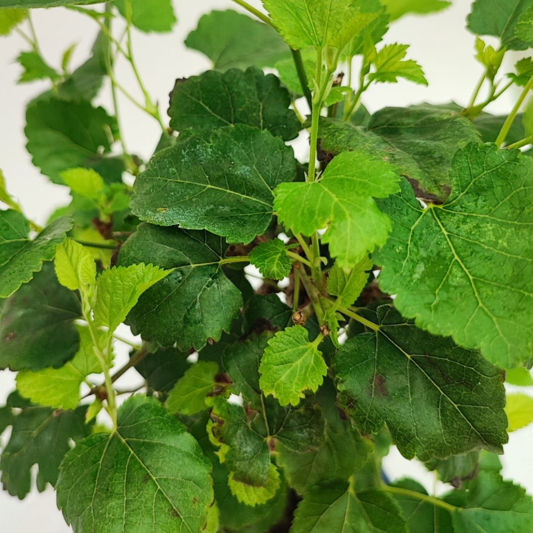 Bonsai Morus (Gelso) 8 Anni - Collezione Premium