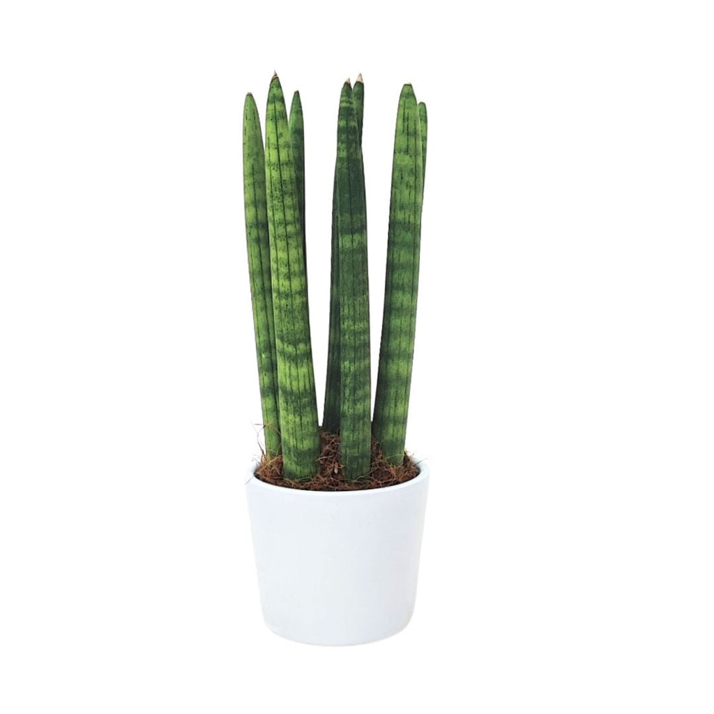 Sansevieria cylindrica candle altezza 25 cm