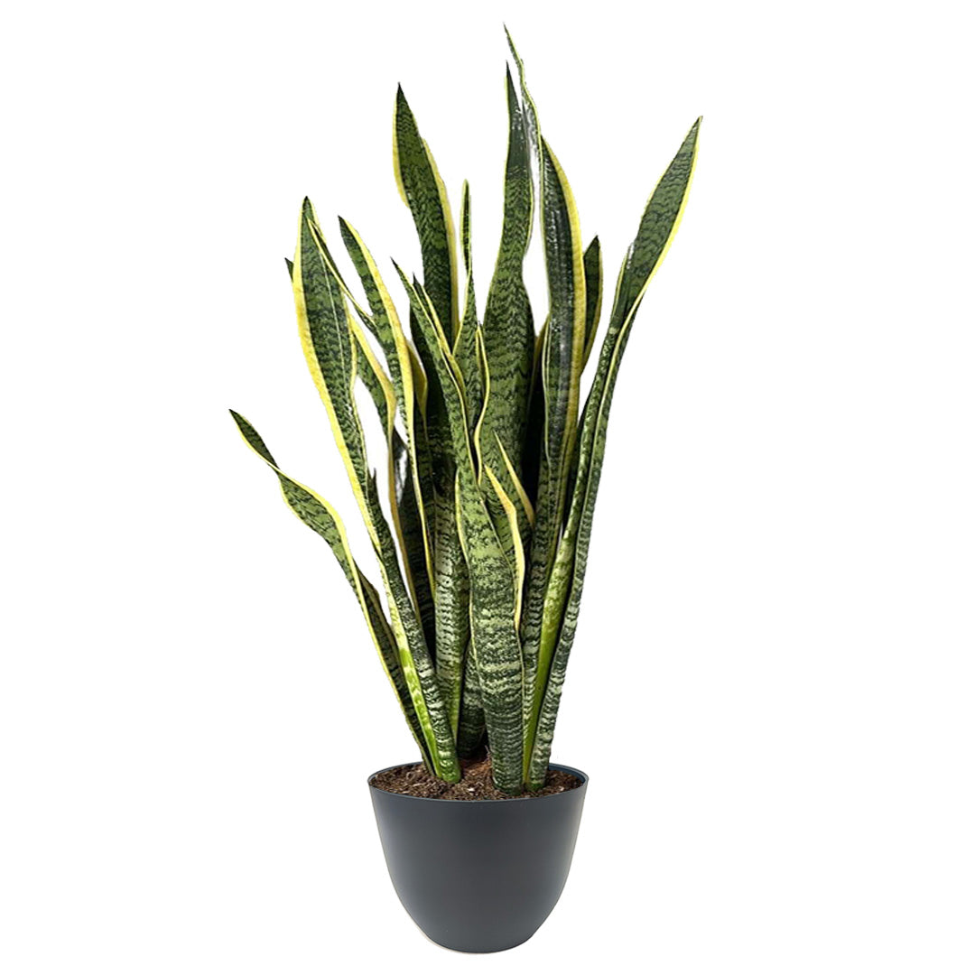 Sansevieria Laurentii Extra  Altezza Pianta 120 cm