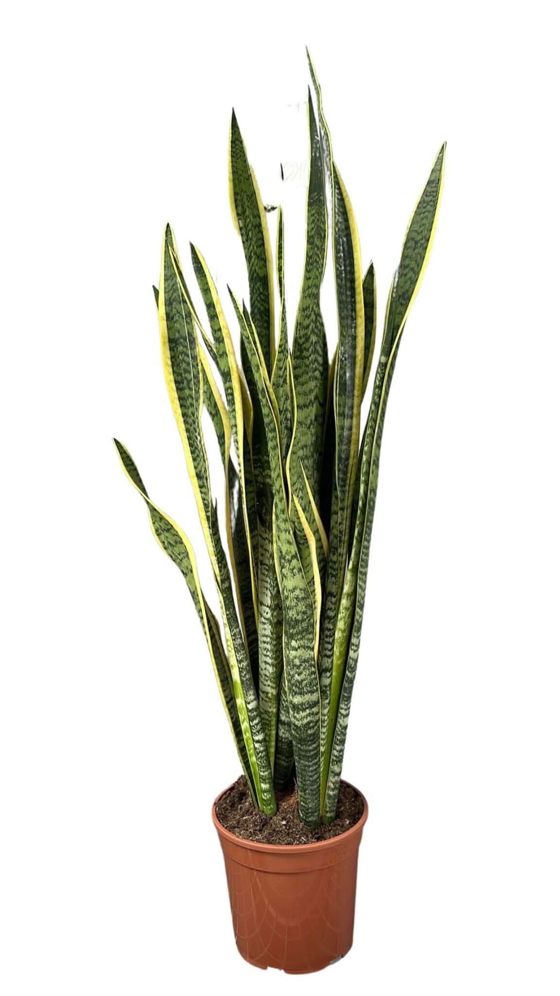 Sansevieria Laurentii Extra  Altezza Pianta 120 cm