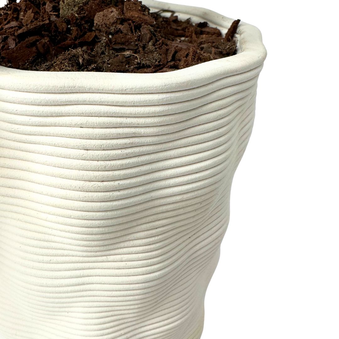 Bonsai Olivo Andromeda