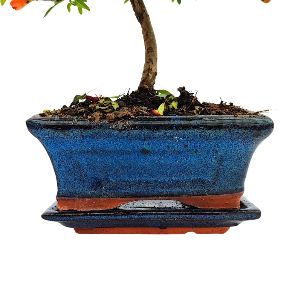 Bonsai Punica Granatum (Melograno) Nana 7 Anni - Collezione Premium
