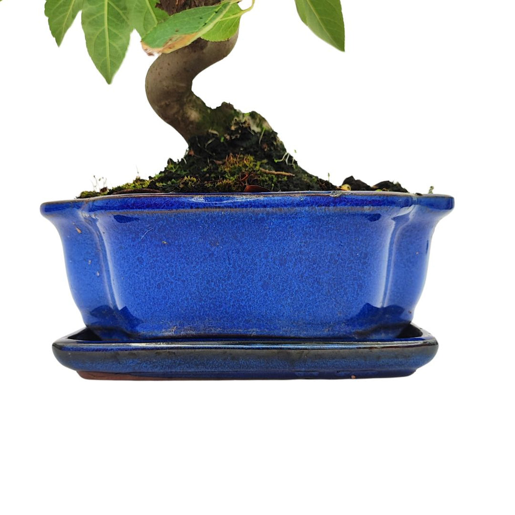 Bonsai Melo 10 Anni - Collezione Premium