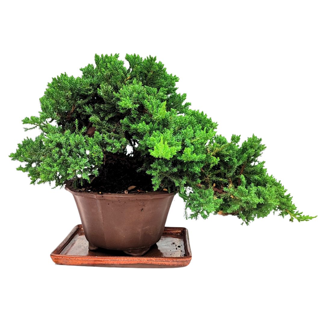Bonsai Juniperus Procumbens 20 Anni Stile Cascade - Collezione Premium