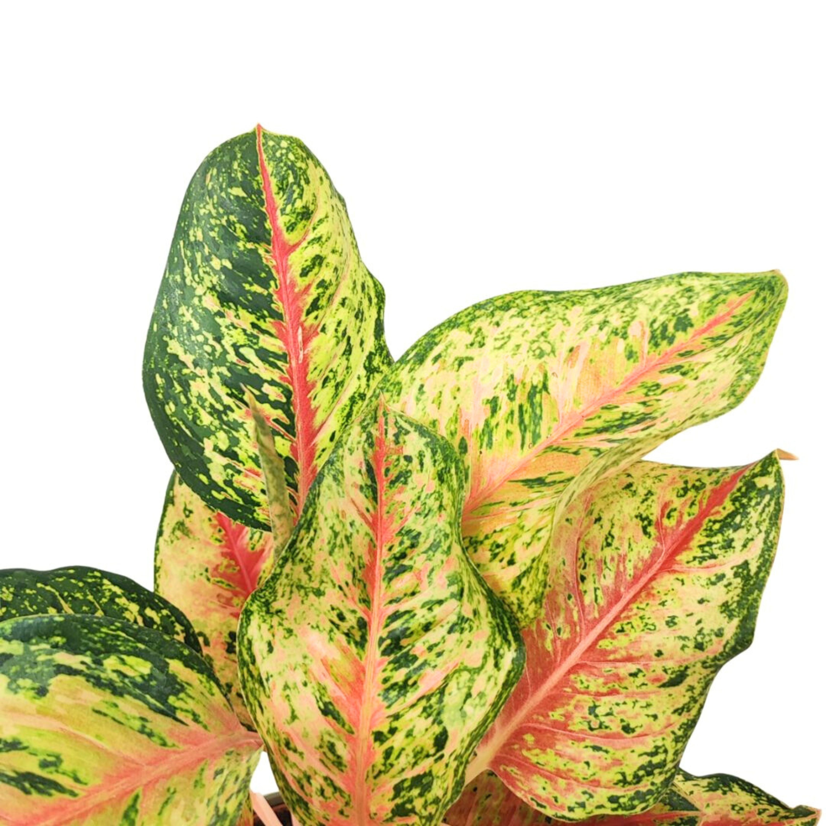 Aglaonema 10 Karat