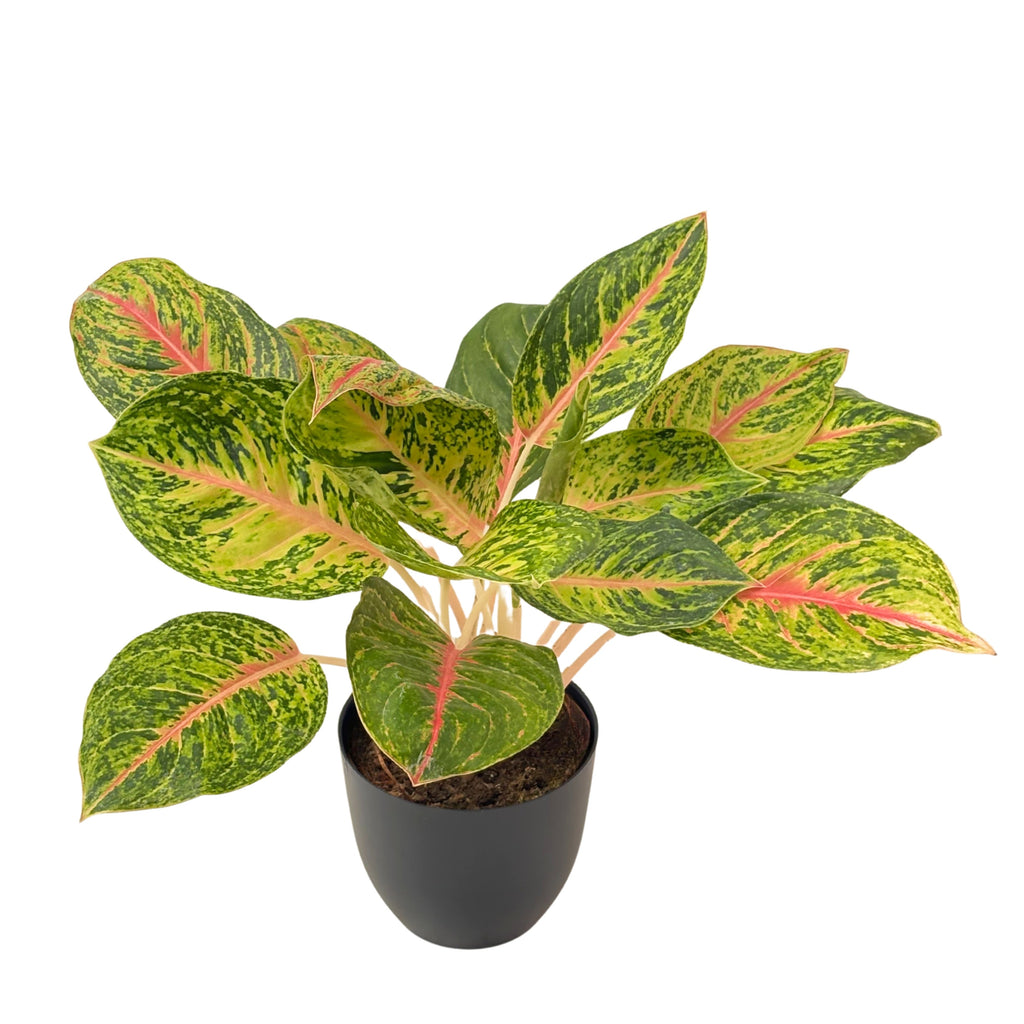 Aglaonema 10 Karat