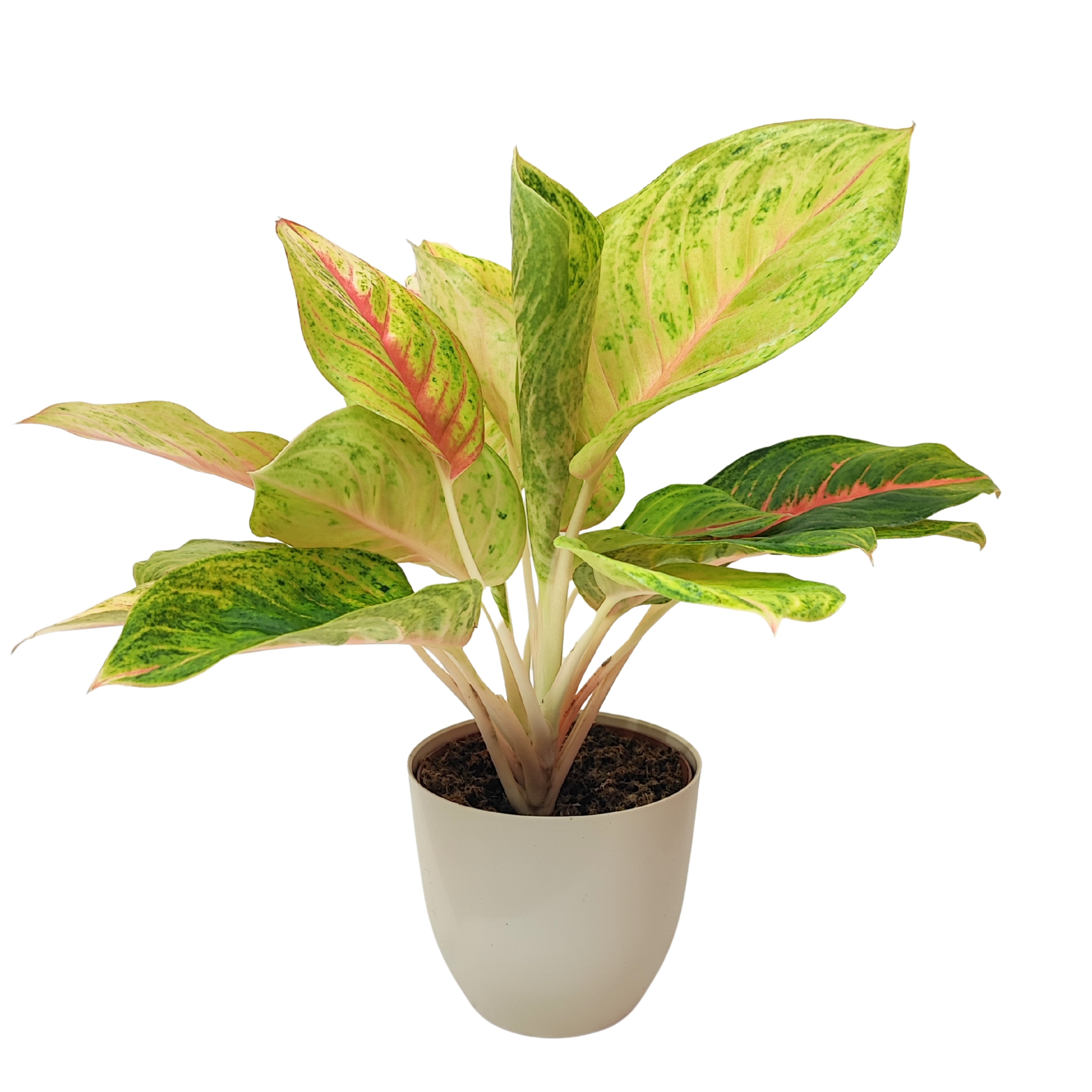 Aglaonema Dong Heng