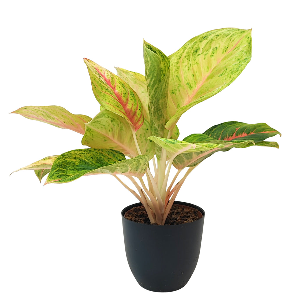 Aglaonema Dong Heng