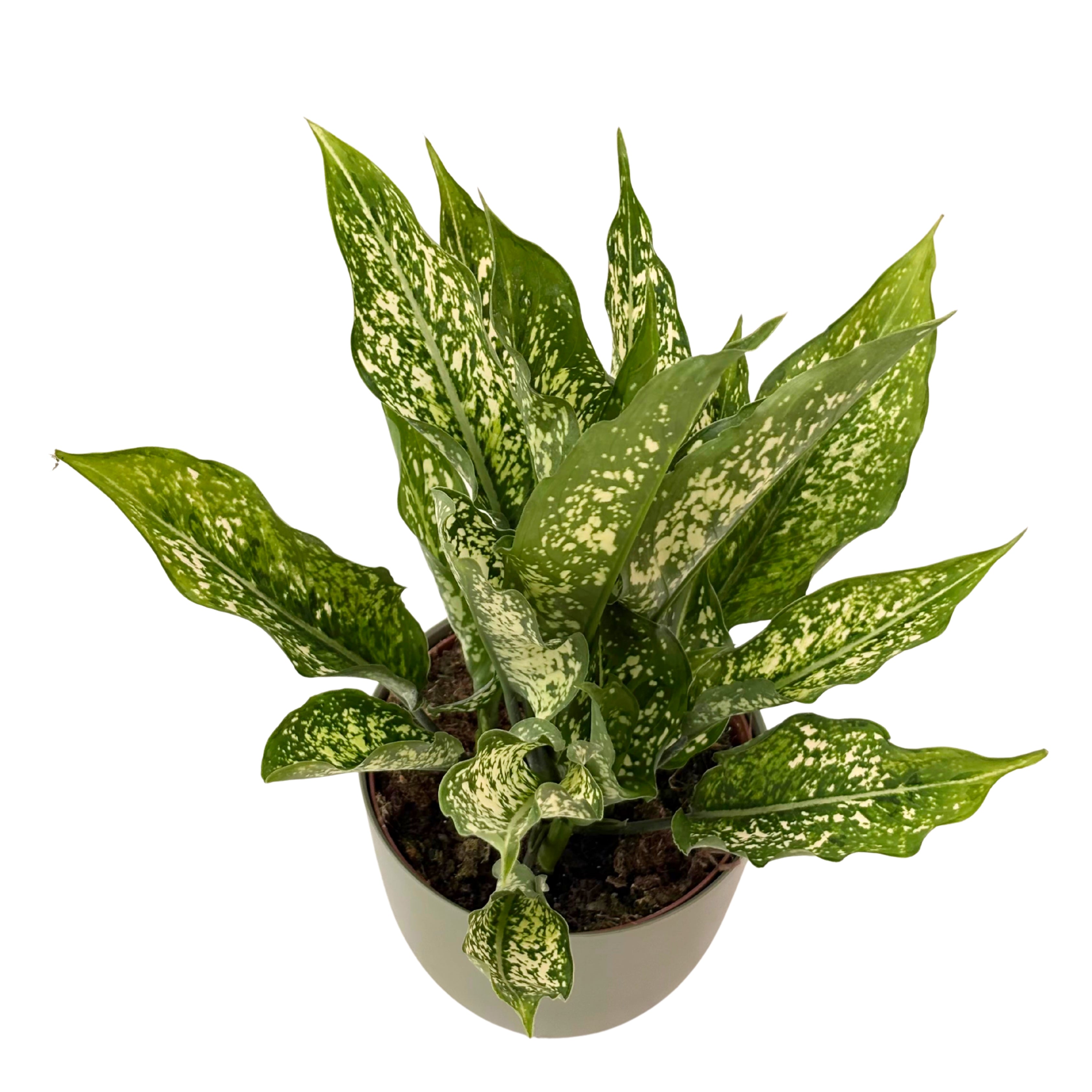 Aglaonema First Diamond