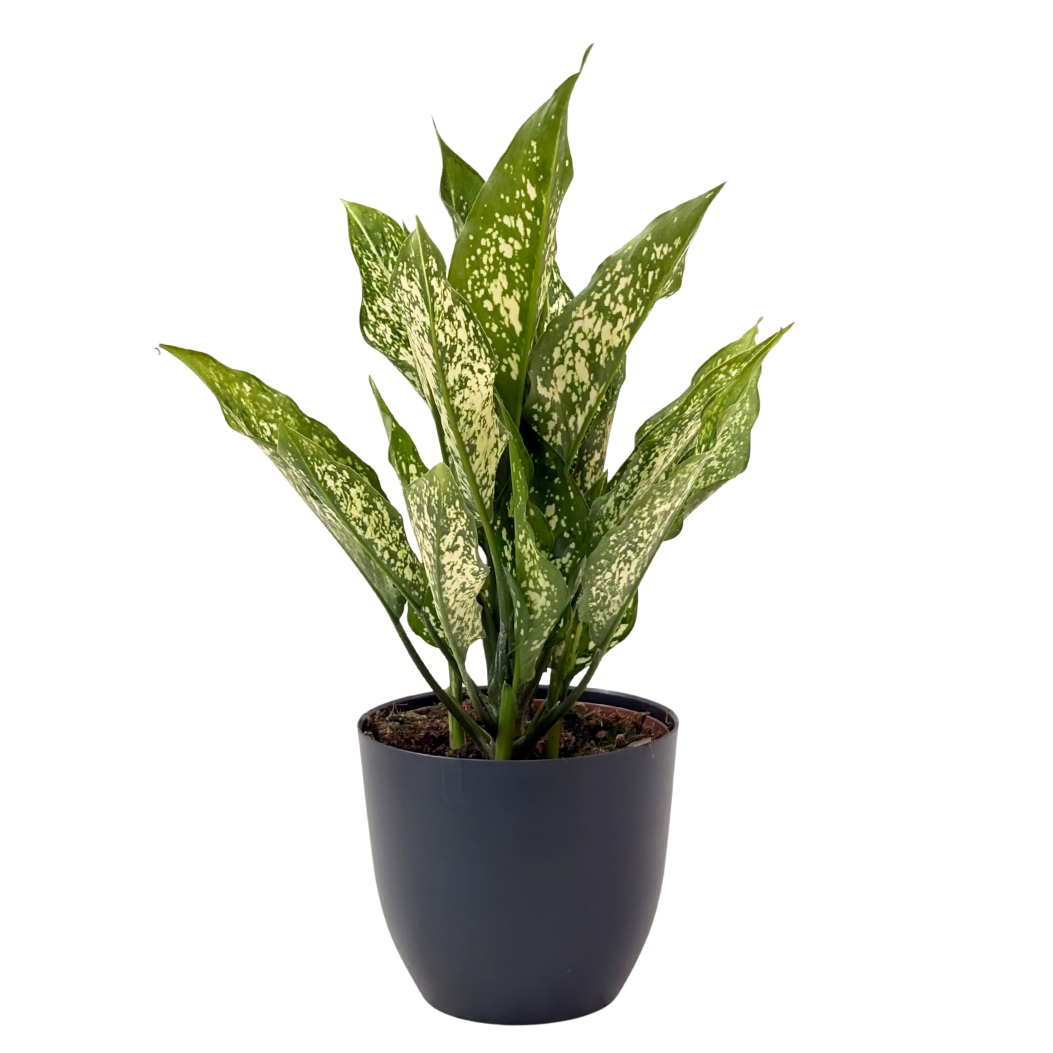 Aglaonema First Diamond