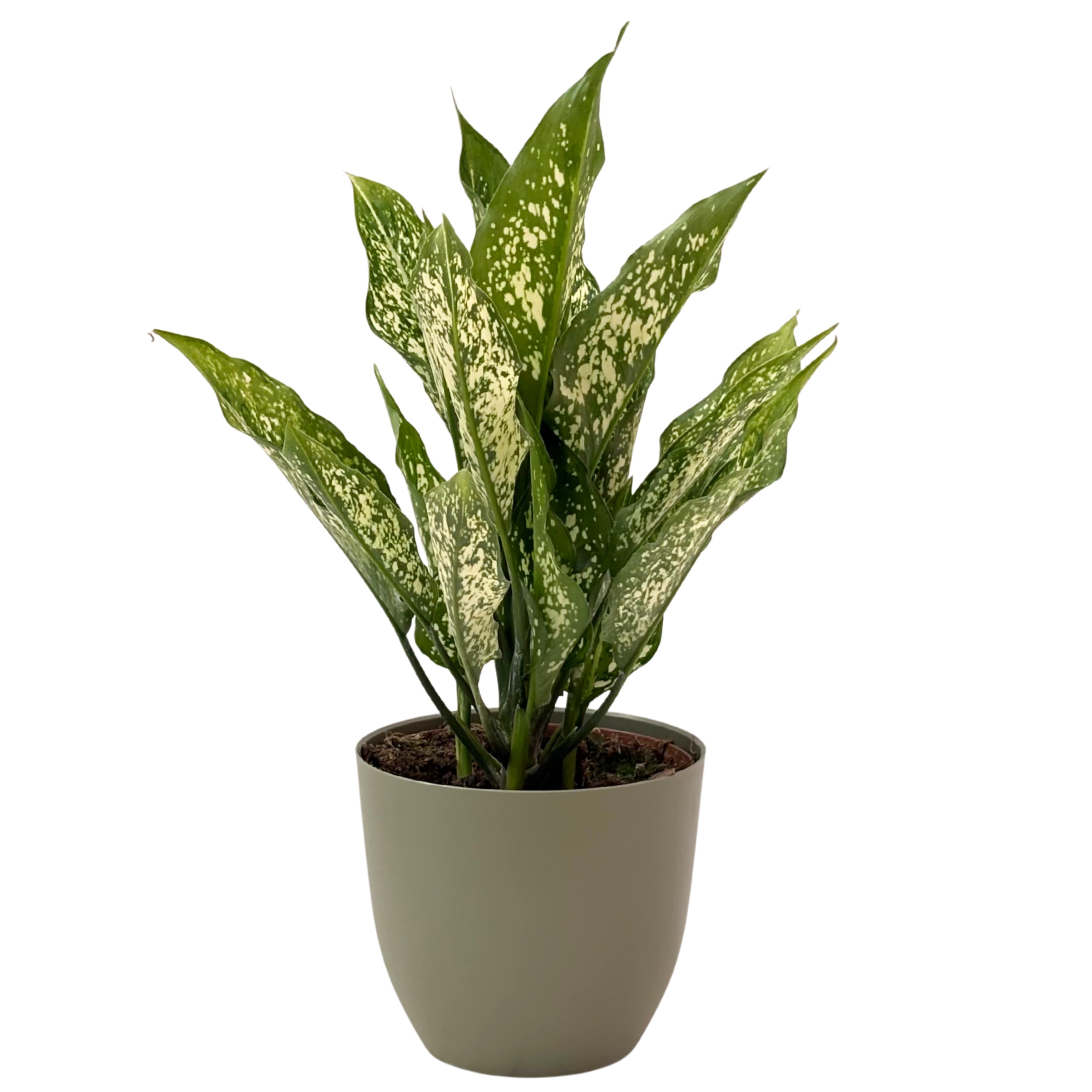 Aglaonema First Diamond