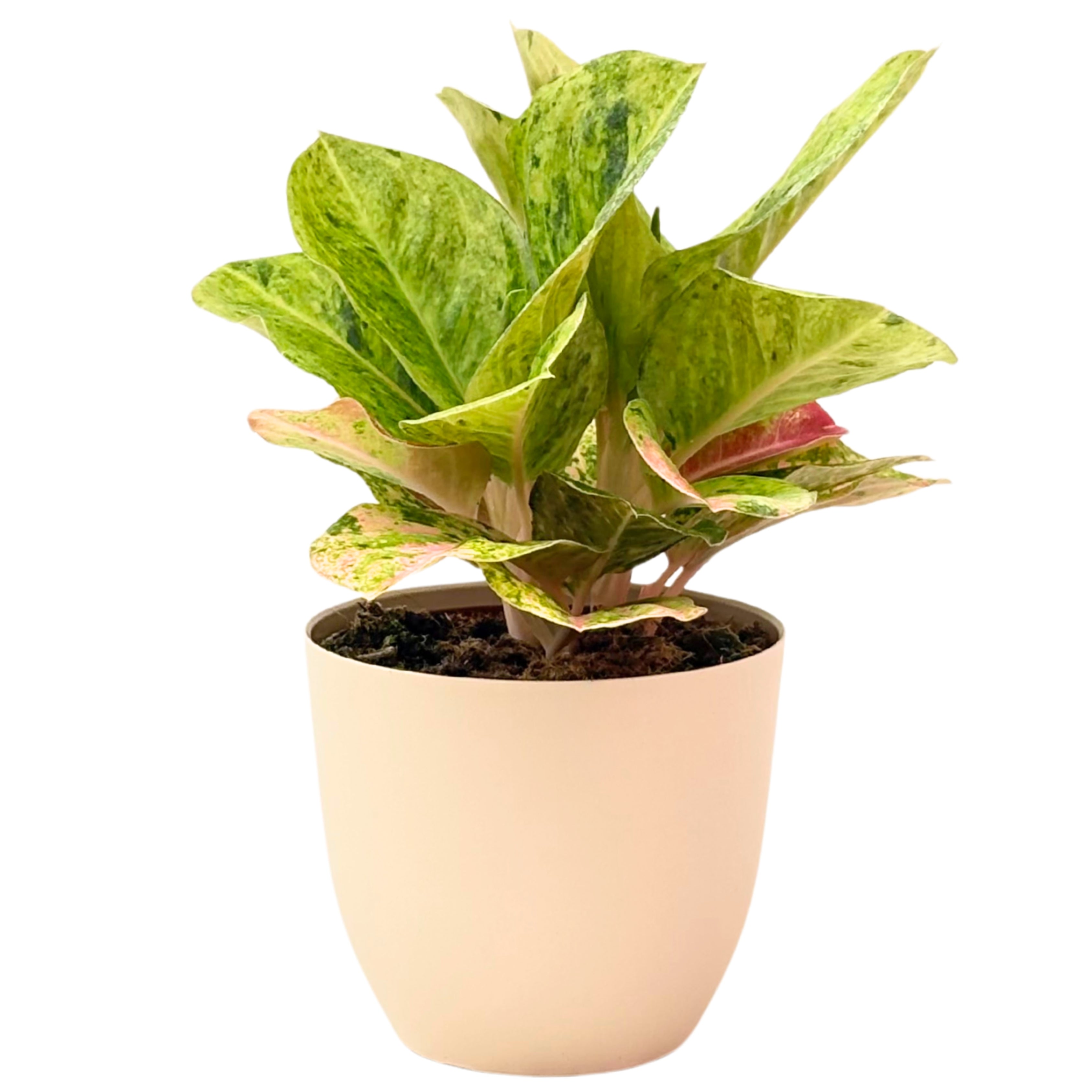 Aglaonema First Green