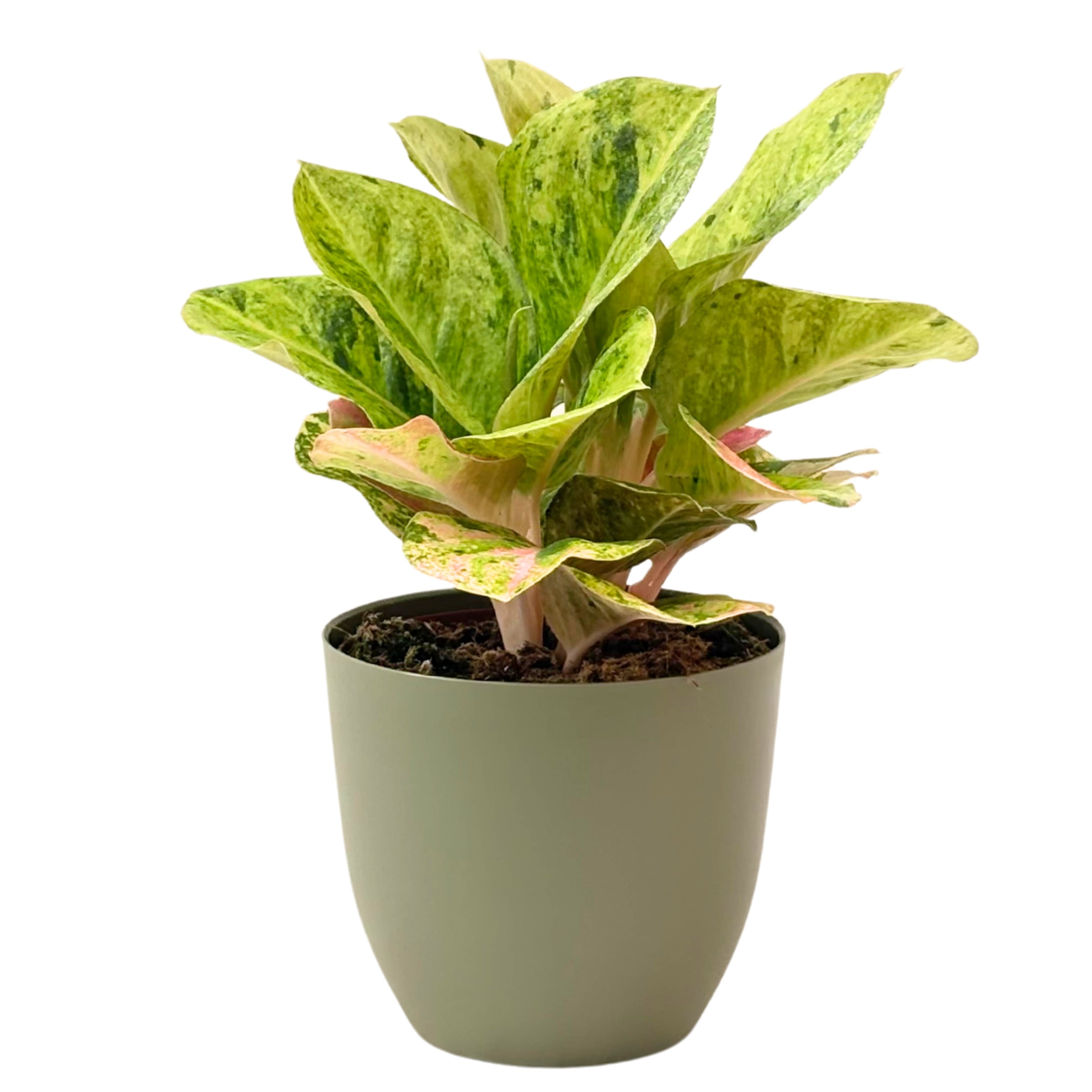 Aglaonema First Green