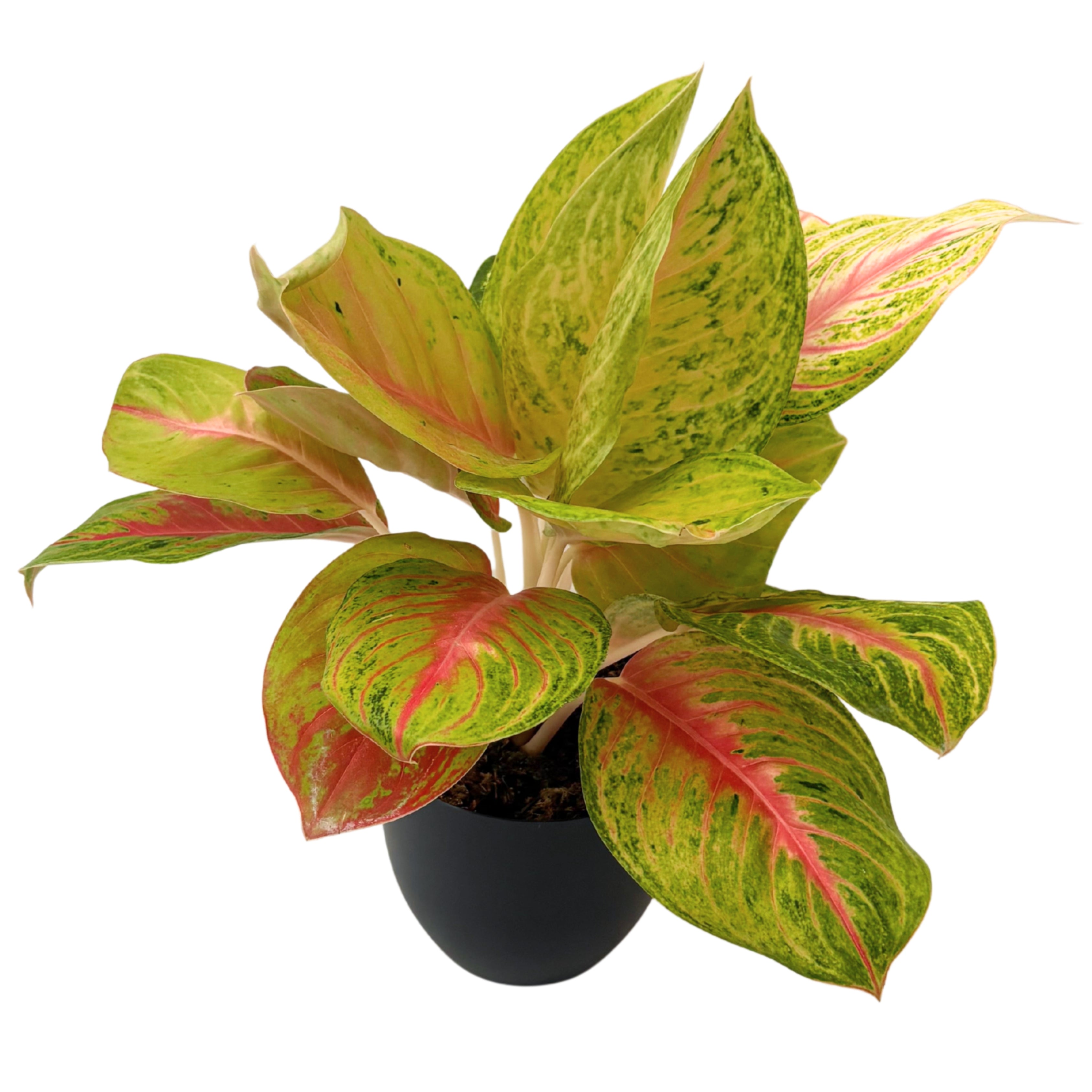 Aglaonema Dong Heng