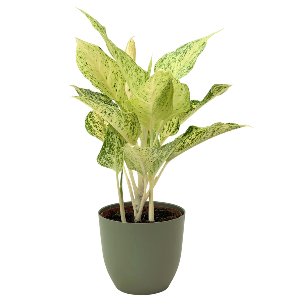 Aglaonema Luck Chan