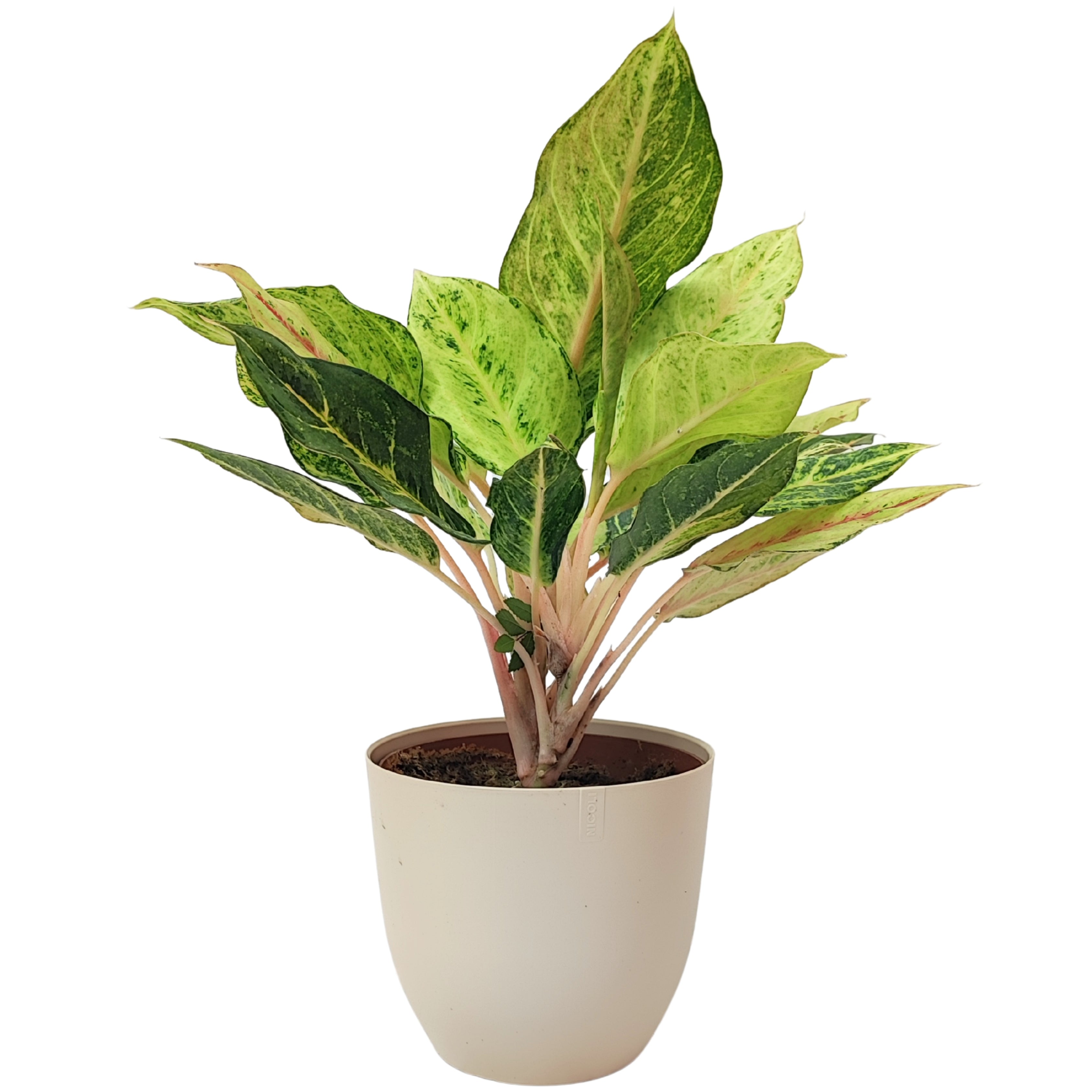 Aglaonema Lucky