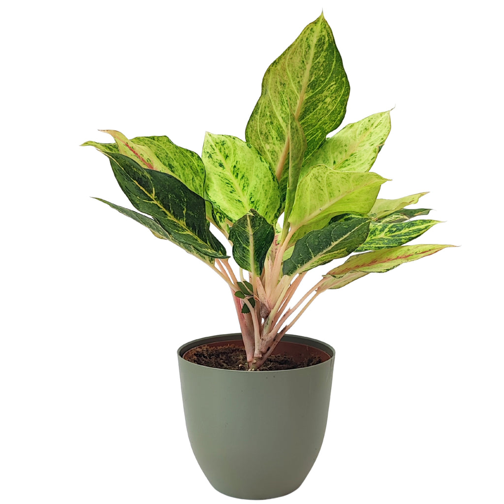 Aglaonema Lucky
