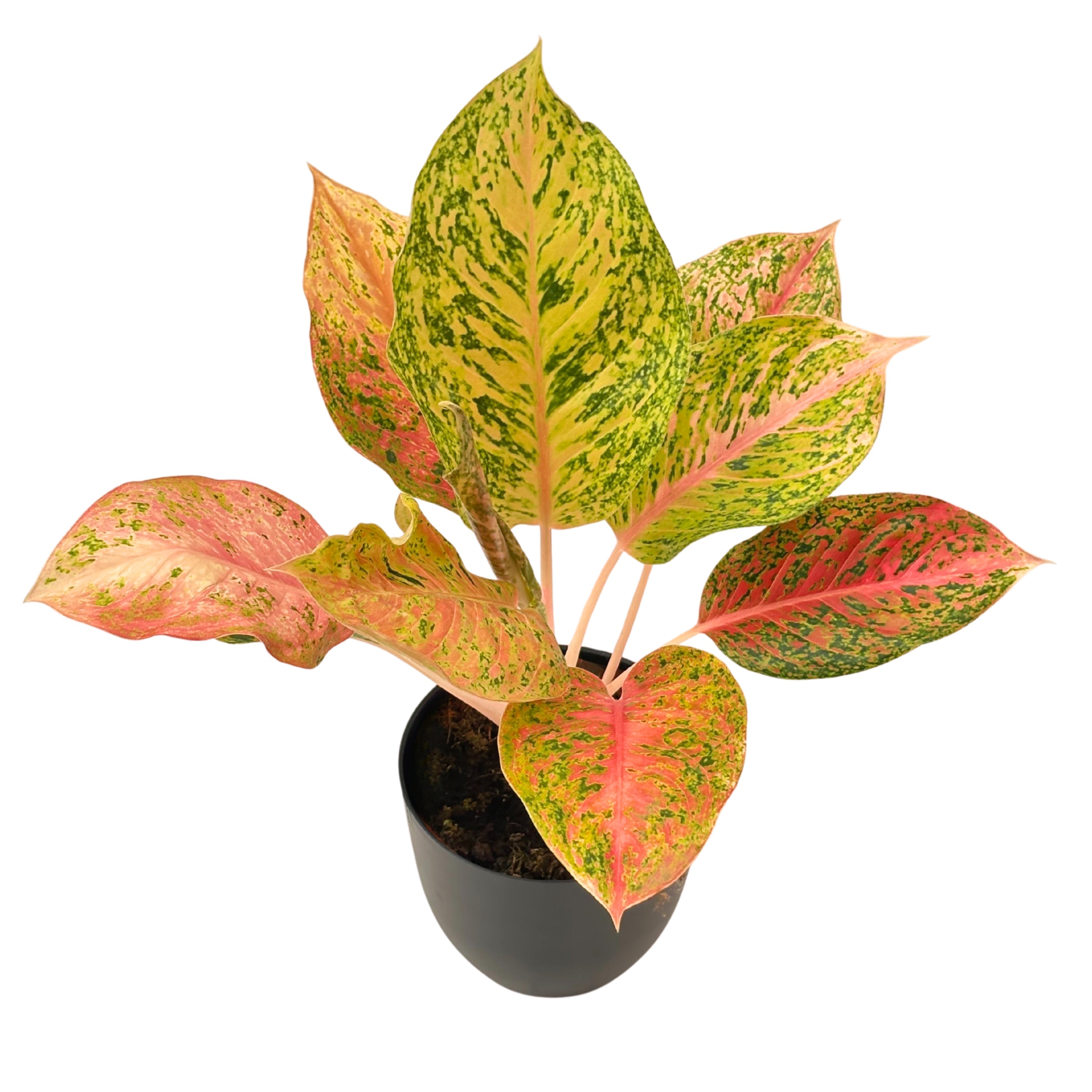 Aglaonema Maha