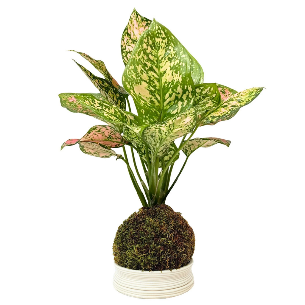 Kit Kokedama Fai da te Aglaonema Pink Tutto incluso