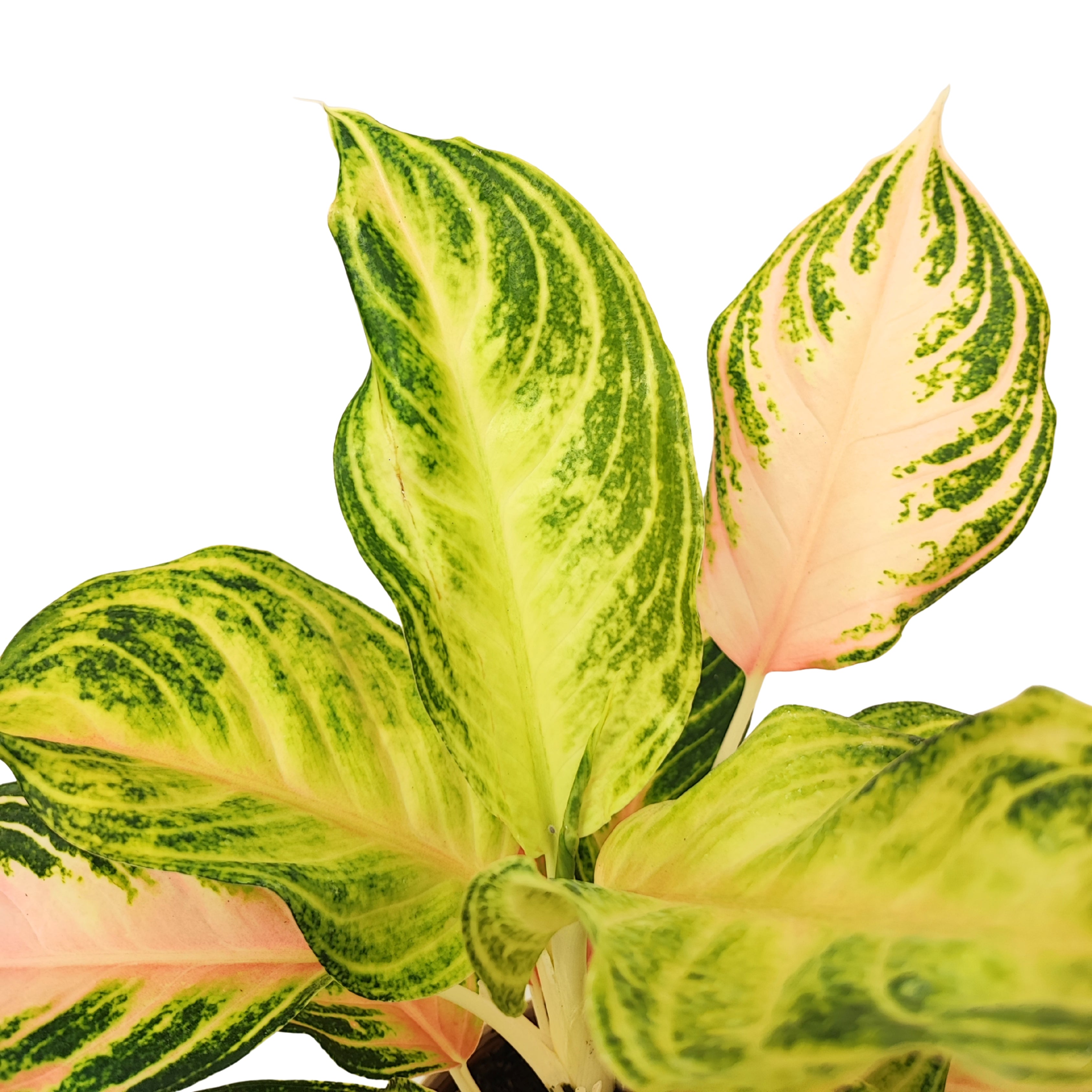Aglaonema Pink Wave