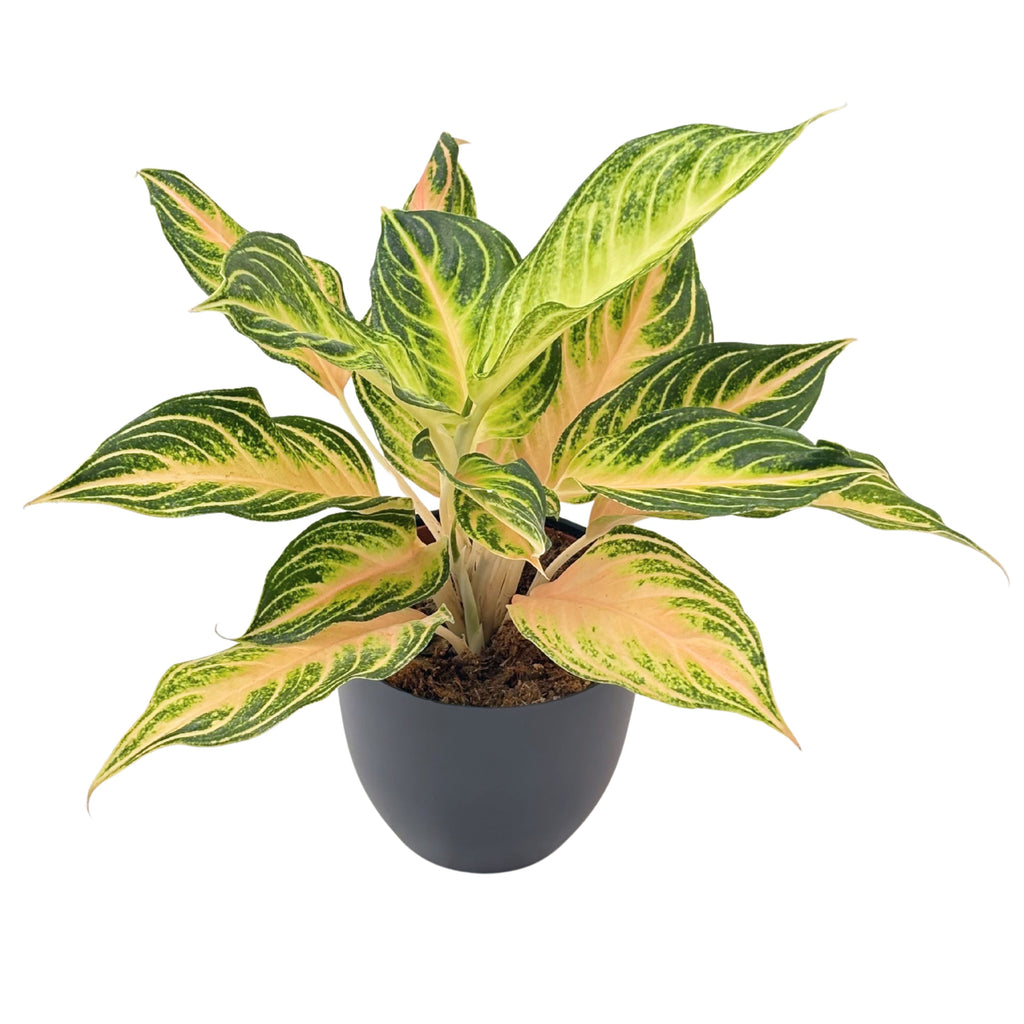 Aglaonema Pink Wave