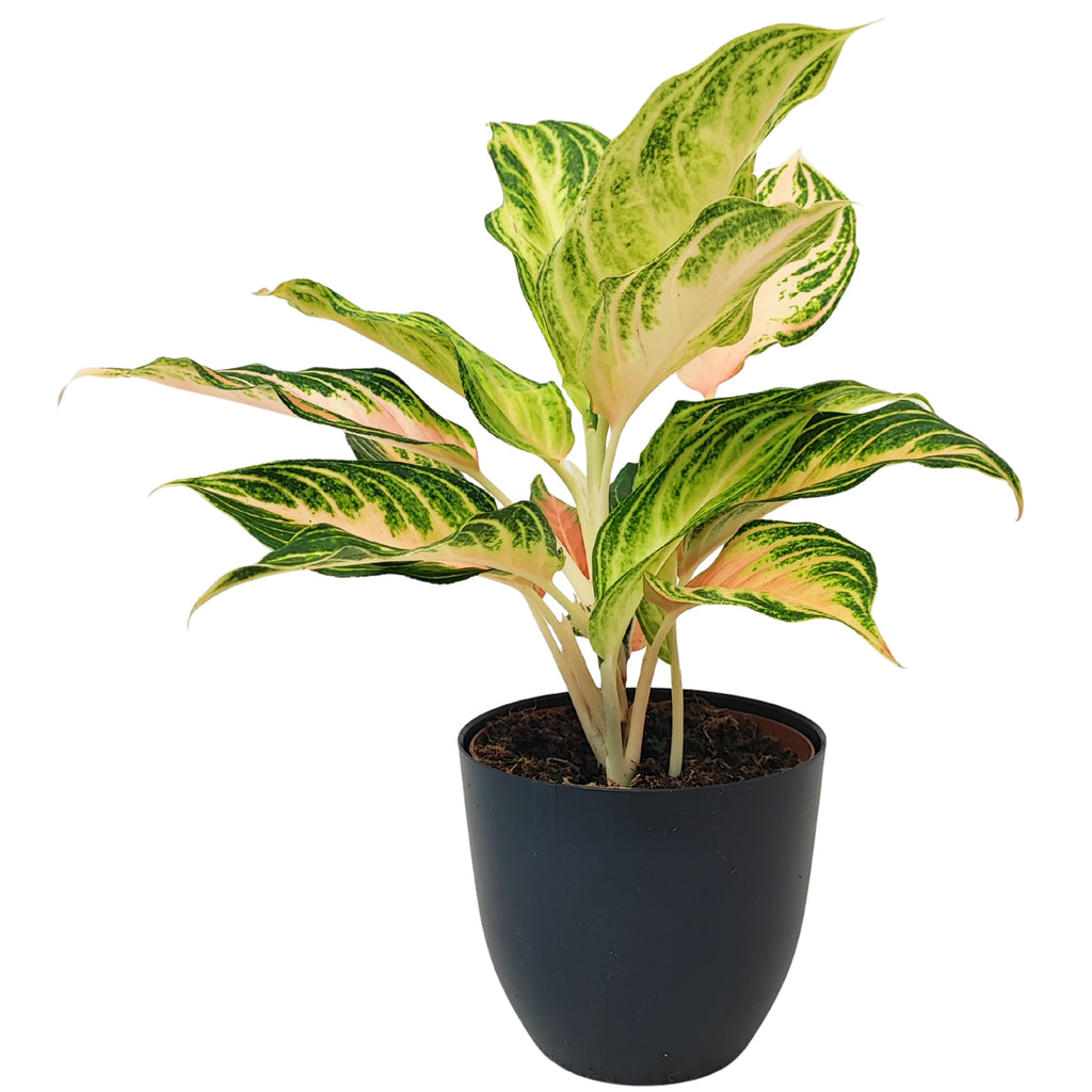 Aglaonema Pink Wave