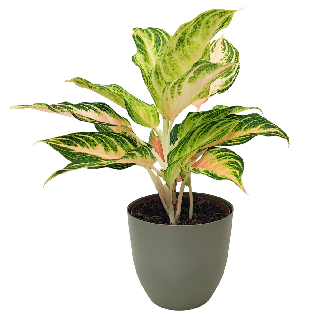 Aglaonema Pink Wave