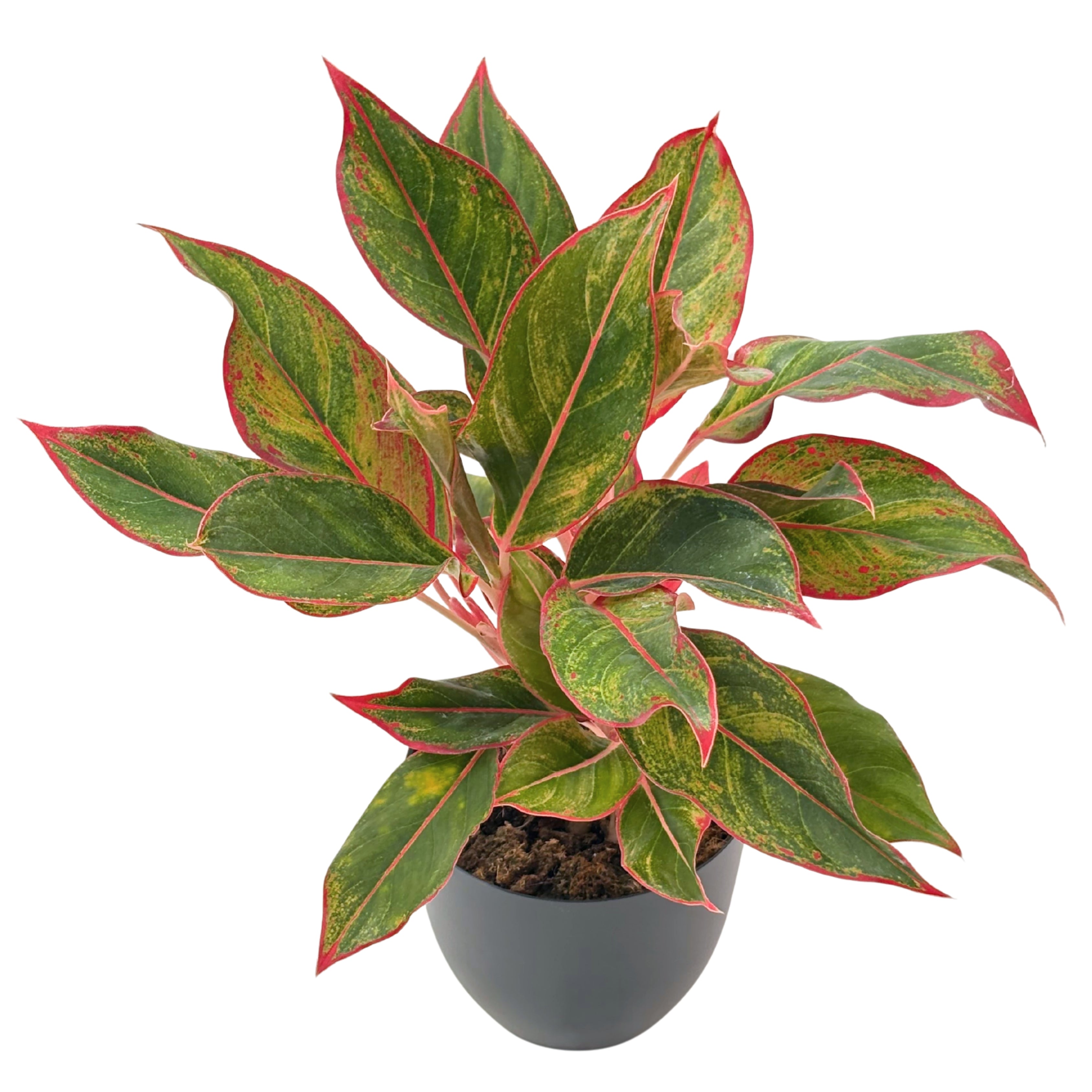 Aglaonema Sam Orlala