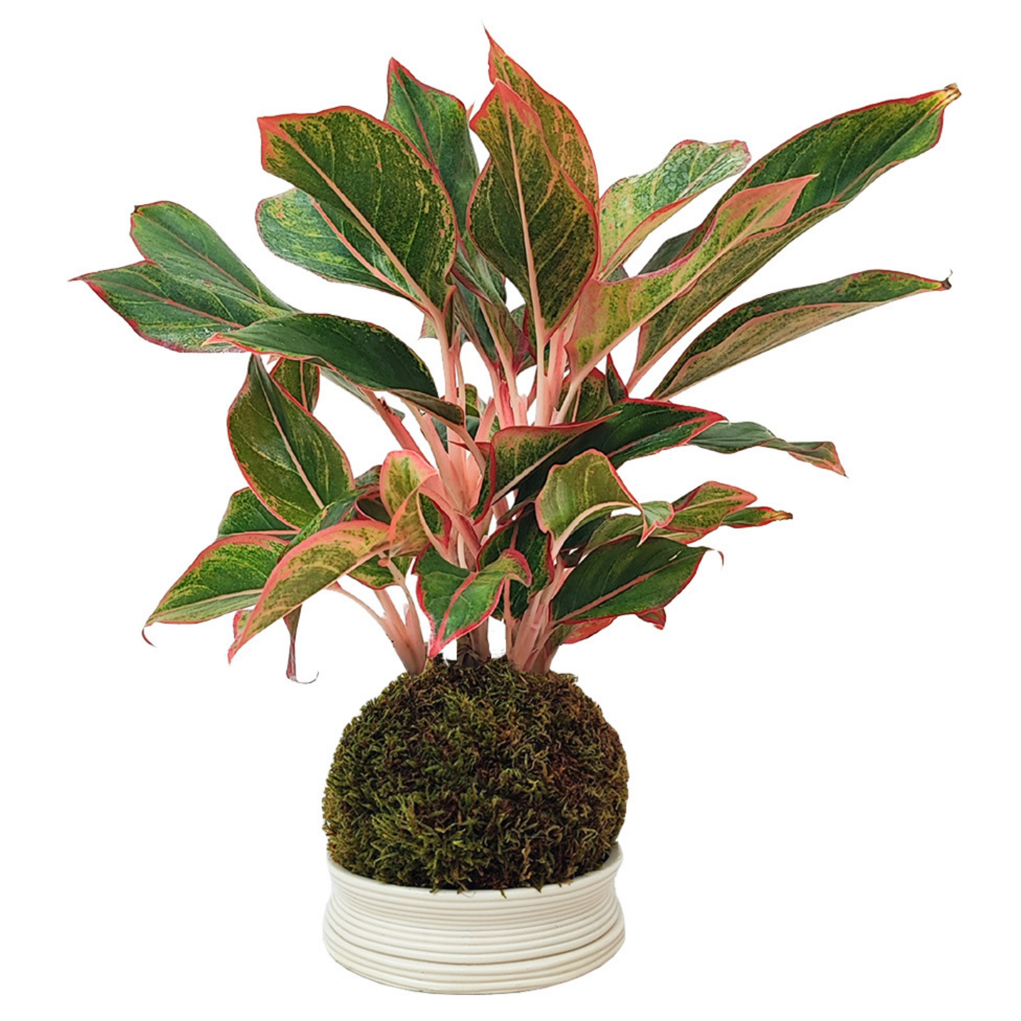 Kokedama Aglaonema Sam Orlala
