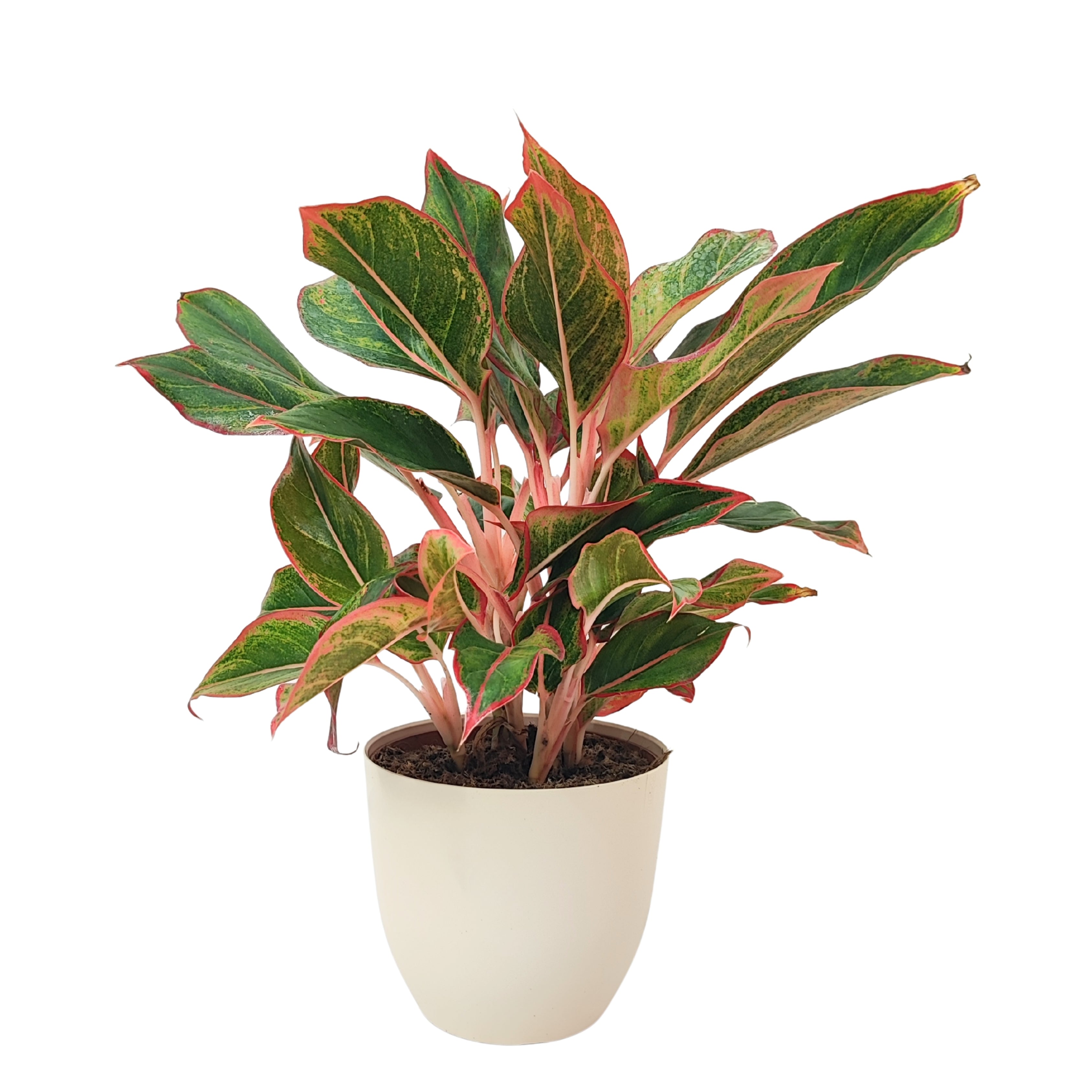 Aglaonema Sam Orlala