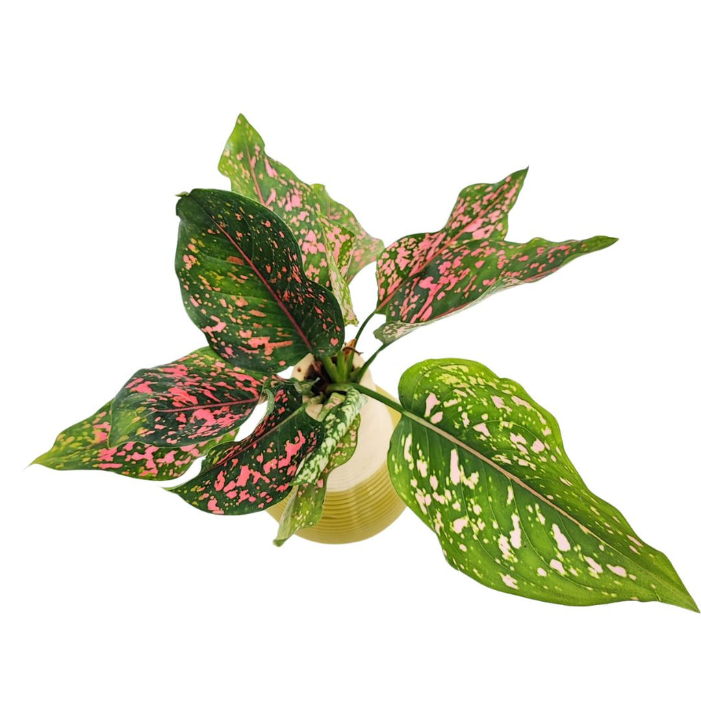 Aglaonema Purple beauty in idrocultura in vaso artigianale in argilla