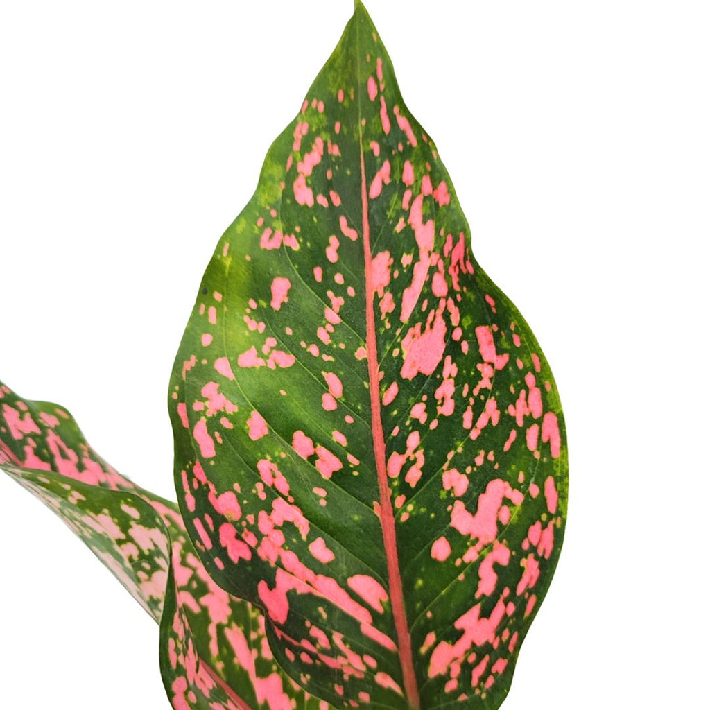 Aglaonema Purple beauty in idrocultura in vaso artigianale in argilla