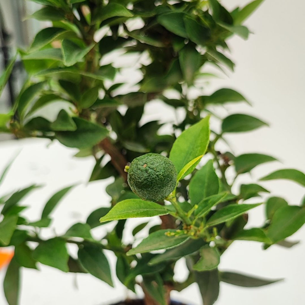 Bonsai Citrus Myrtifolia 8 Anni - Collezione Premium